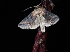 Abrostola tripartita