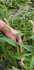 Persicaria