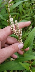 Persicaria