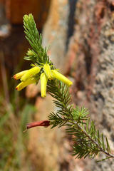 Erica abelii