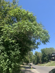 Ailanthus