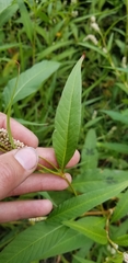 Persicaria
