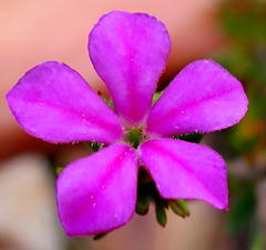 Acmadenia maculata