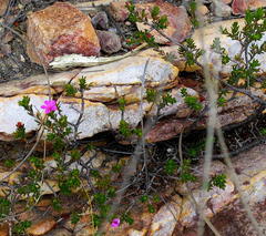 Acmadenia maculata