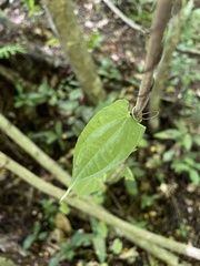 Dioscorea pilosiuscula