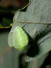 Apoda limacodes