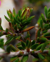 Acmadenia maculata
