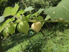 Physalis grisea