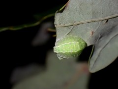 Apoda limacodes
