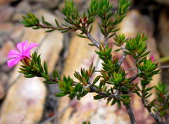 Acmadenia maculata