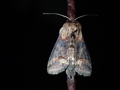 Abrostola tripartita
