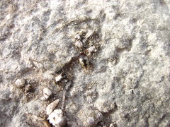 Clarkhydrus decemsignatus