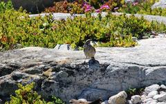 Emberiza capensis capensis