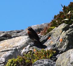 Emberiza capensis capensis