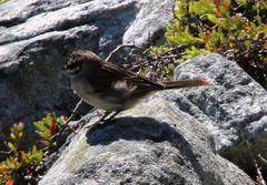 Emberiza capensis capensis