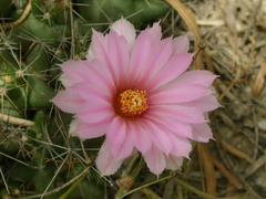 Coryphantha macromeris runyonii