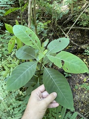 Palicourea crocea