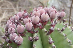 Euphorbia polygona
