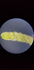 Solenostoma gracillimum