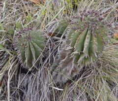 Euphorbia polygona
