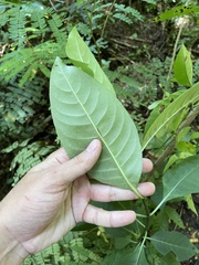 Palicourea crocea