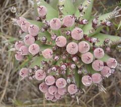 Euphorbia polygona