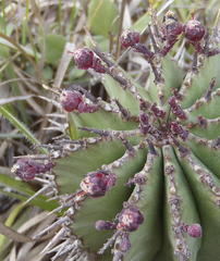 Euphorbia polygona