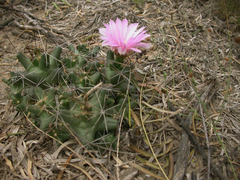 Coryphantha macromeris runyonii