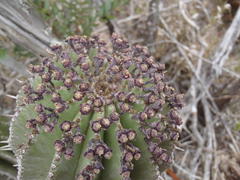 Euphorbia polygona
