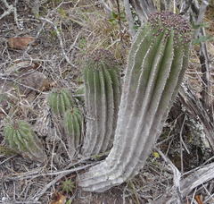 Euphorbia polygona