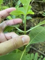 Palicourea crocea