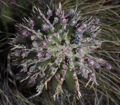 Euphorbia polygona