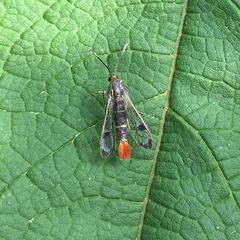 Synanthedon acerrubri