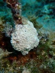 Irciniidae