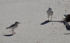Charadrius marginatus marginatus