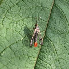 Synanthedon acerrubri