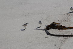 Charadrius marginatus marginatus