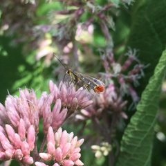 Synanthedon acerrubri