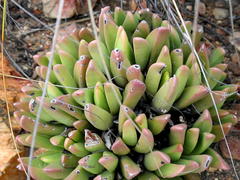Machairophyllum albidum