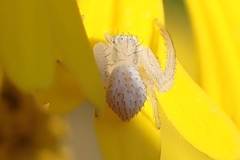 Thomisidae