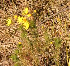 Euryops abrotanifolius