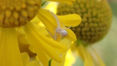Thomisidae