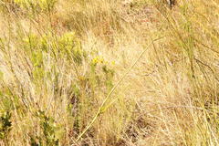 Euryops abrotanifolius