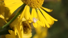 Thomisidae