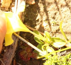 Moraea galaxia