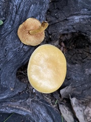 Gymnopilus suberis