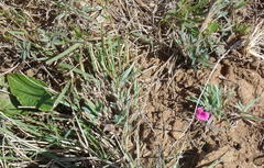 Tephrosia capensis capensis