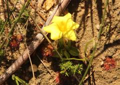 Moraea galaxia