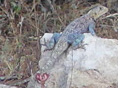 Agama bibronii