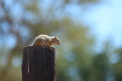 Paraxerus cepapi cepapi